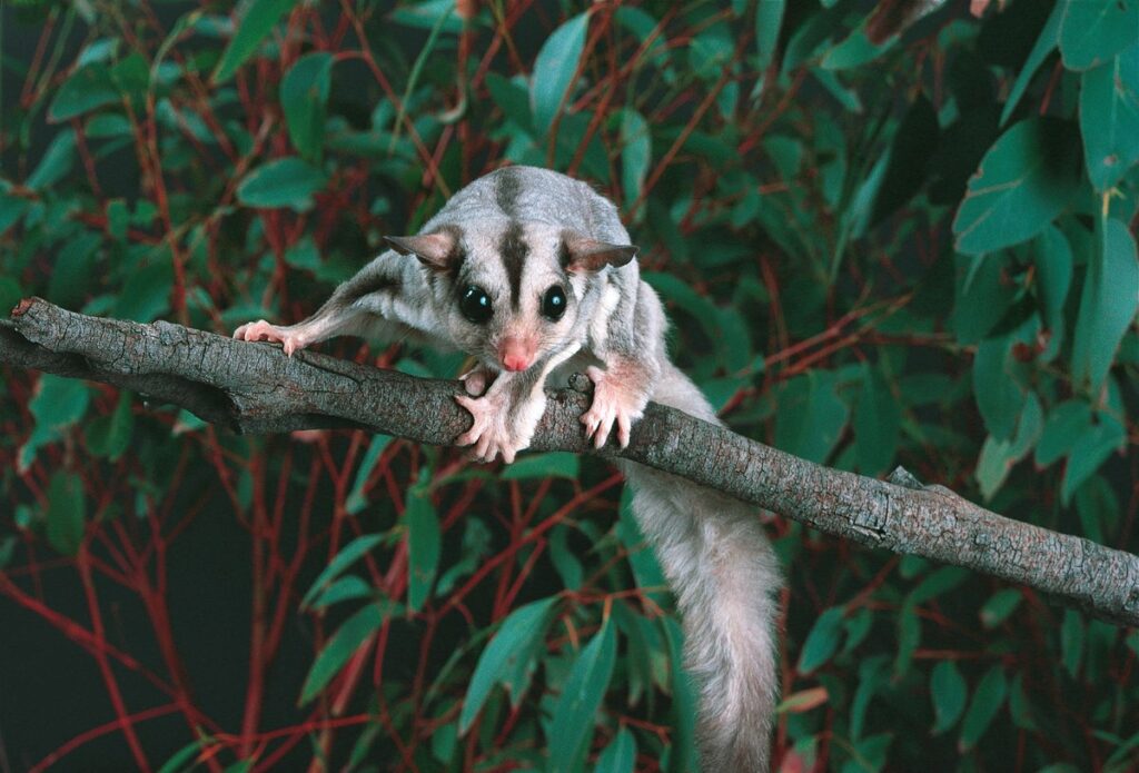 5 Jenis Sugar Glider Dari Yang Termurah Hingga Paling - vrogue.co