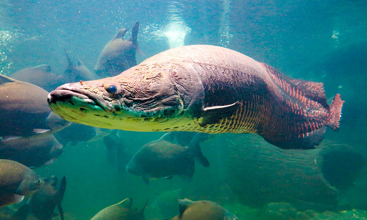 12 Ikan Air Tawar Terganas Di Dunia