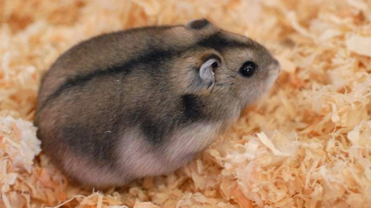 4 Tanda Tanda Hamster Akan Melahirkan