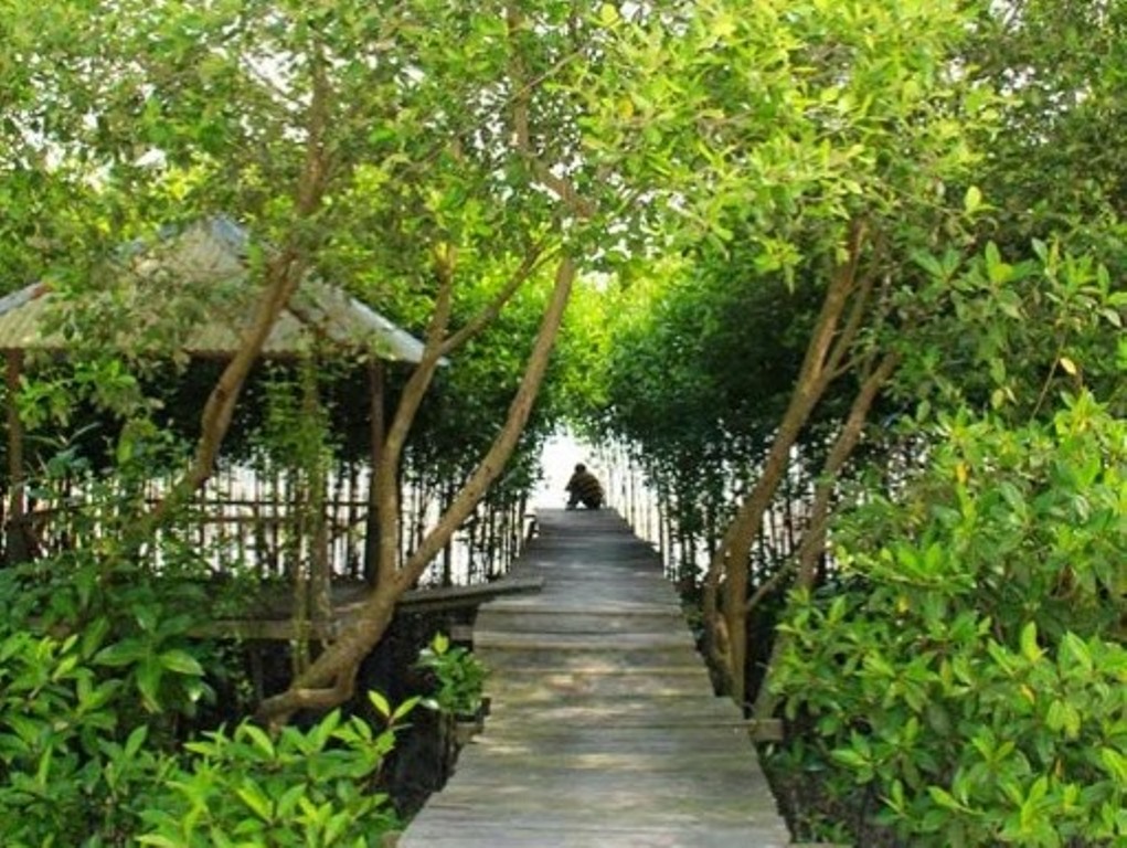 11 Wisata Hutan Mangrove yang Menarik di Indonesia