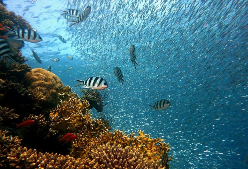 Apa Yang Terjadi Jika Air Laut Berubah Menjadi Air Tawar