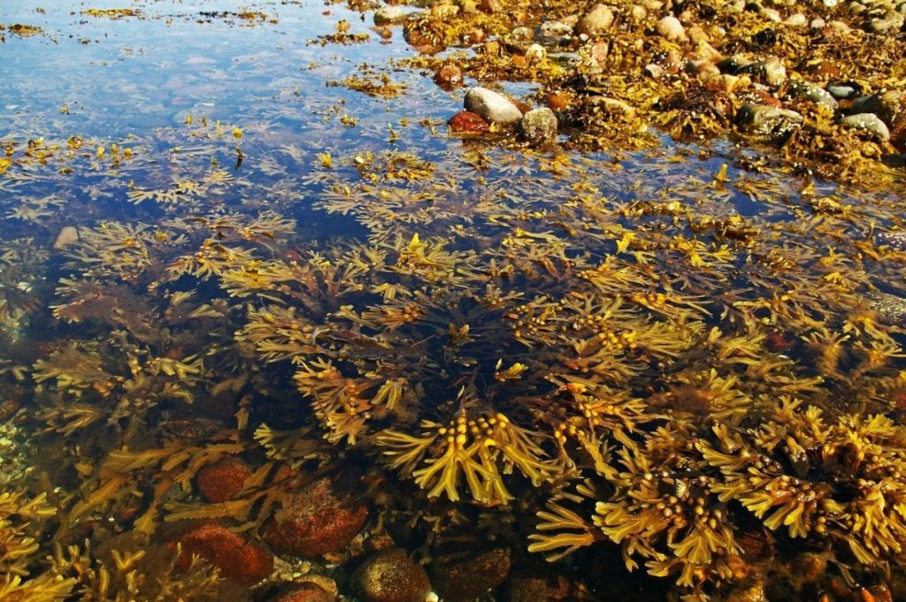 Apa Yang Terjadi Jika Air Laut Berubah Menjadi Air Tawar