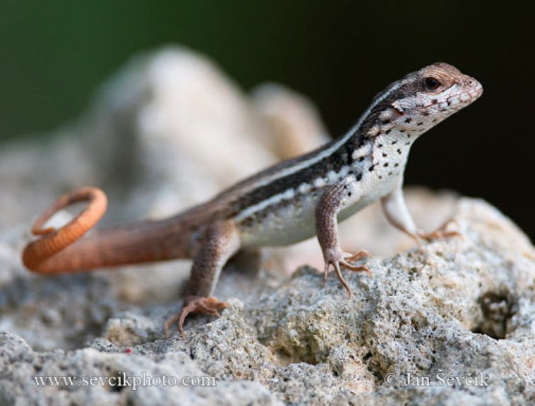 19 Spesies Reptile Yang Ternyata Sudah Punah