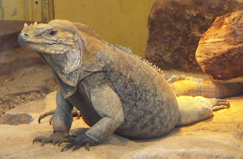 19 Spesies Reptile Yang Ternyata Sudah Punah