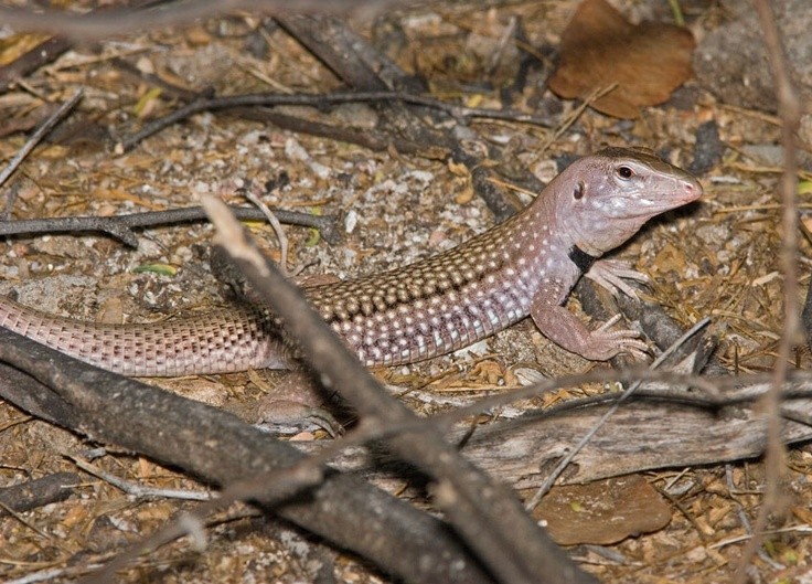 19 Spesies Reptile Yang Ternyata Sudah Punah