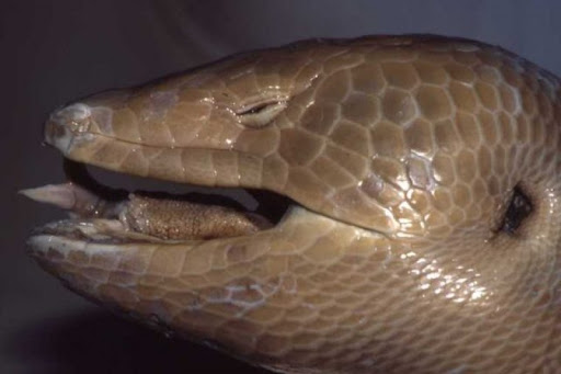 19 Spesies Reptile Yang Ternyata Sudah Punah