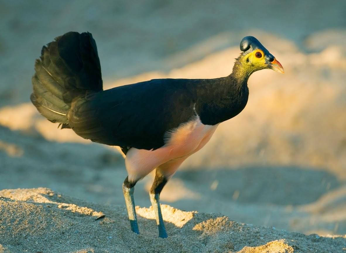 6 Fakta Unik Burung  Maleo 