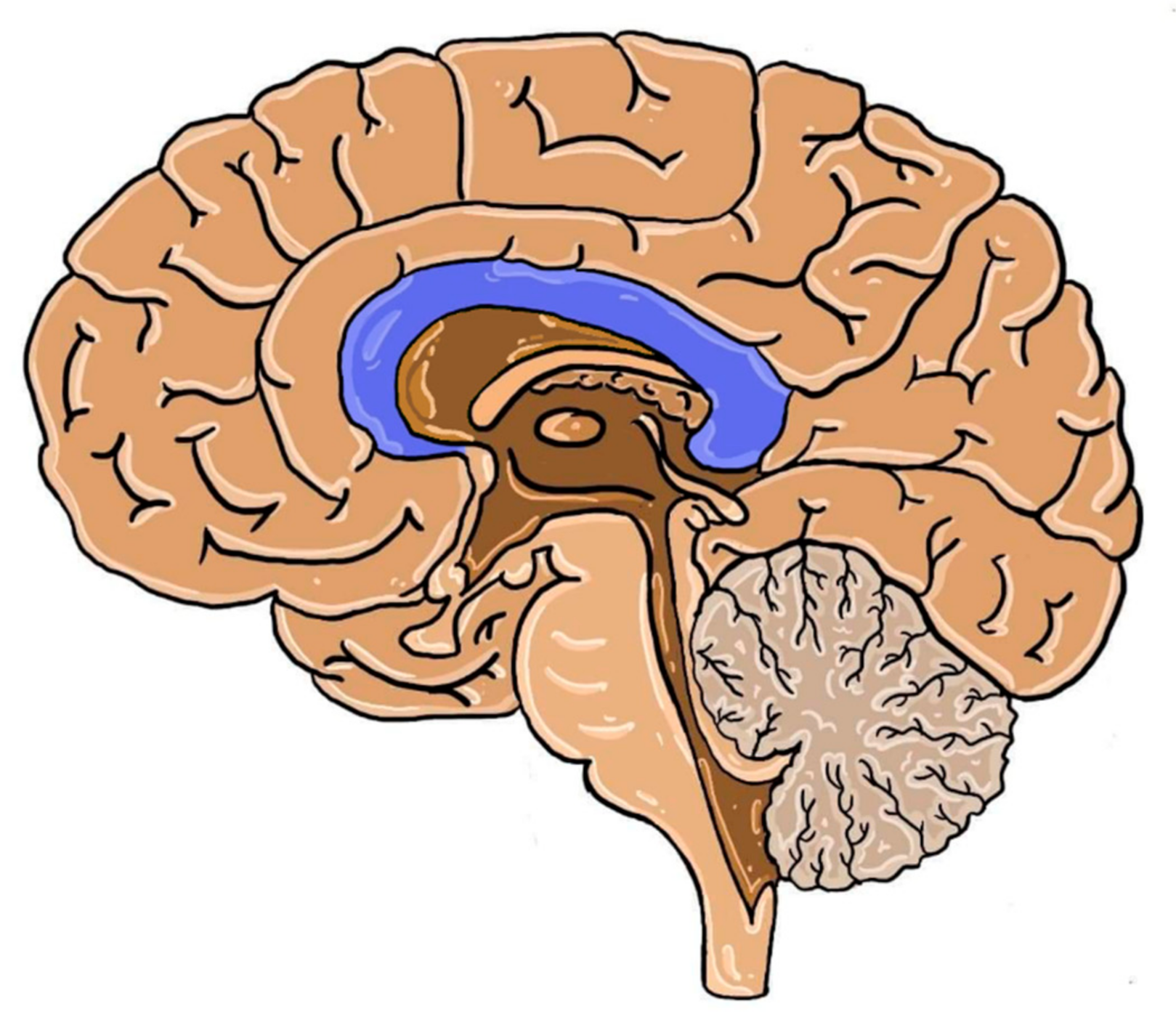 Bagian otak bernama Corpus Collosum (berwarna biru) yang disinyalir bereaksi terhadap gerakan-gerakan bermain drum, dan merangsang perbaikan fungsi perencanaan dalam otak. (dok. mdpi)