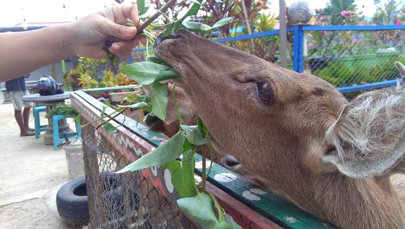 Foto : Memberi Makan rusa  ( Sumber : dok.pri/Rian Raymon )