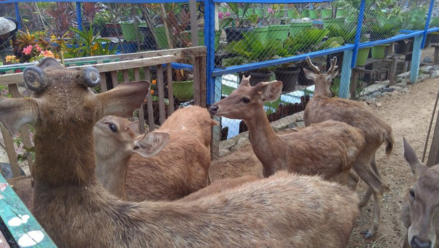 Foto : Rusa di taman Satwa Yamai Atib ( Sumber : dok.pri/Rian Raymon )