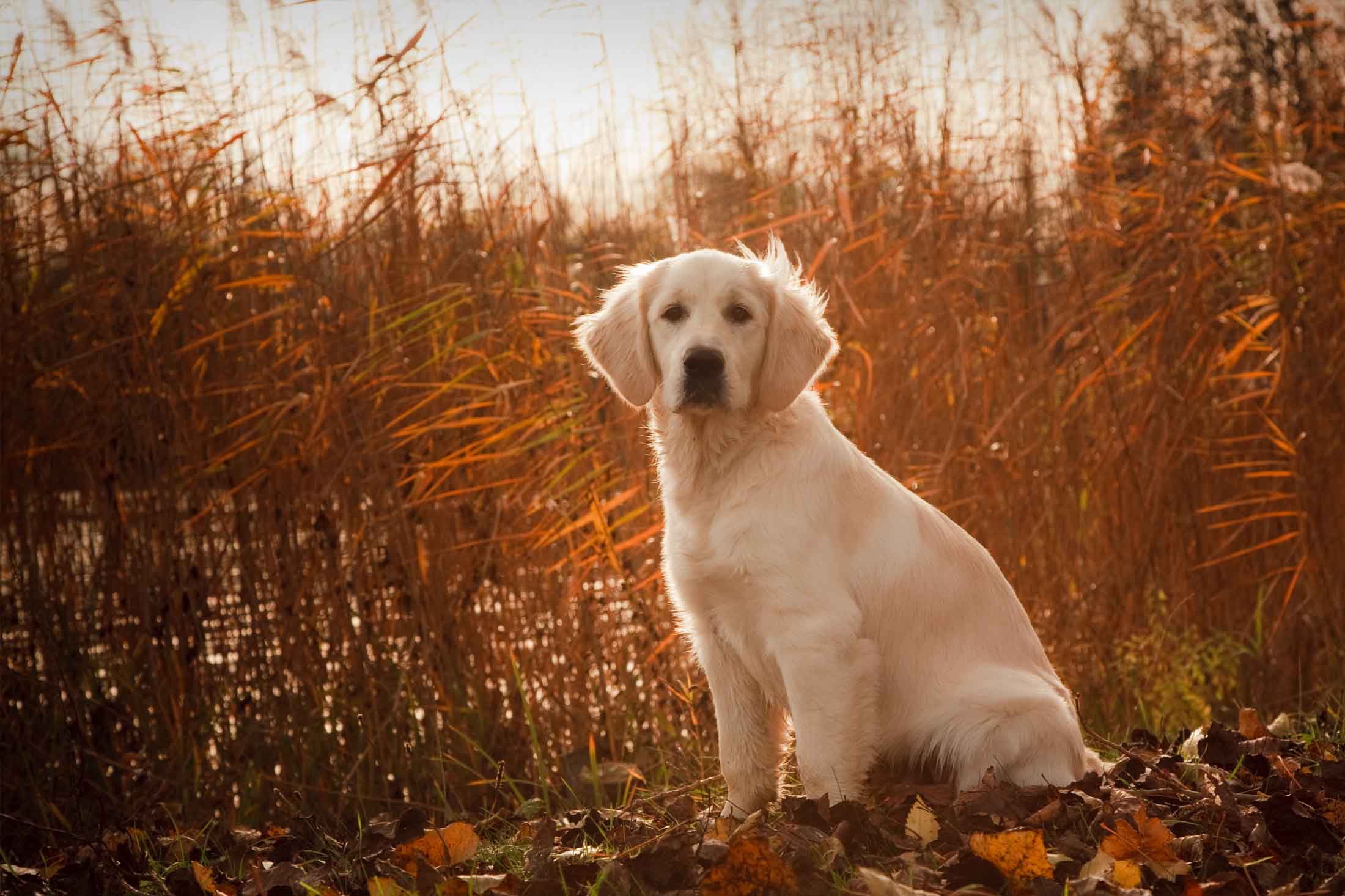 Anjing Golden : Karakter, Variasi Jenis, kelebihan & Harga (Update)