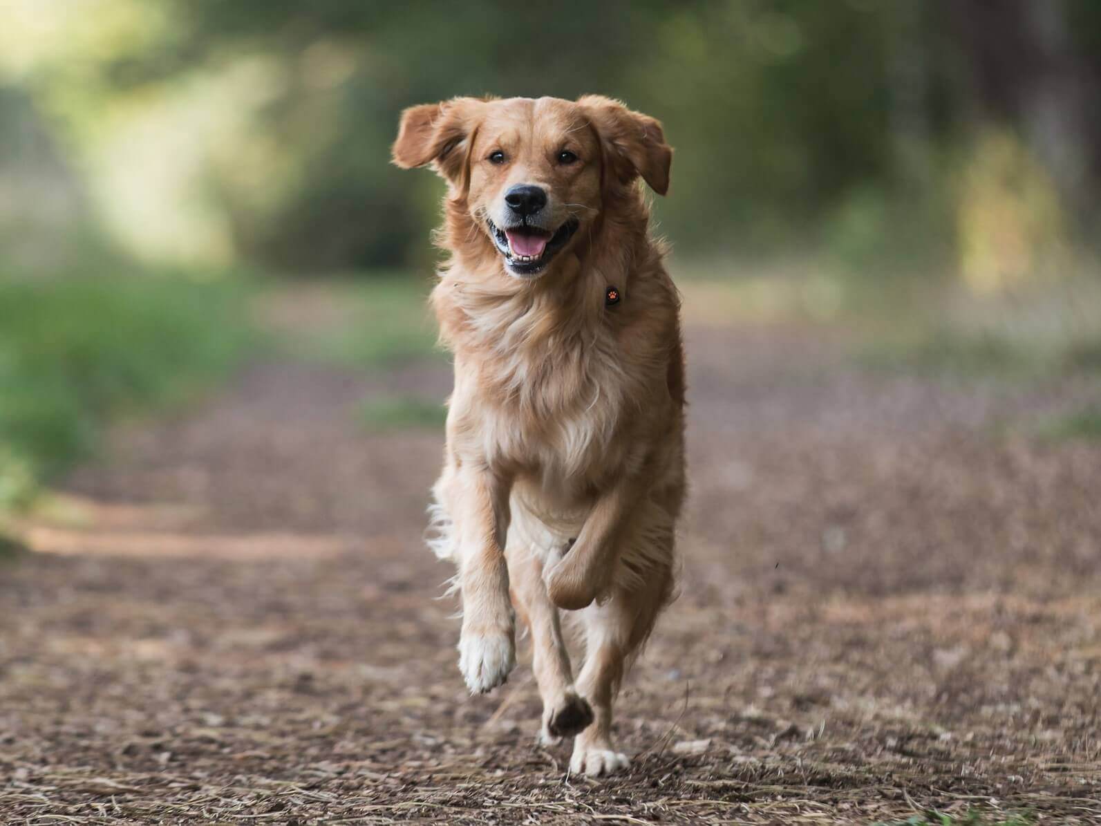 Anjing Golden : Karakter, Variasi Jenis, kelebihan & Harga (Update)