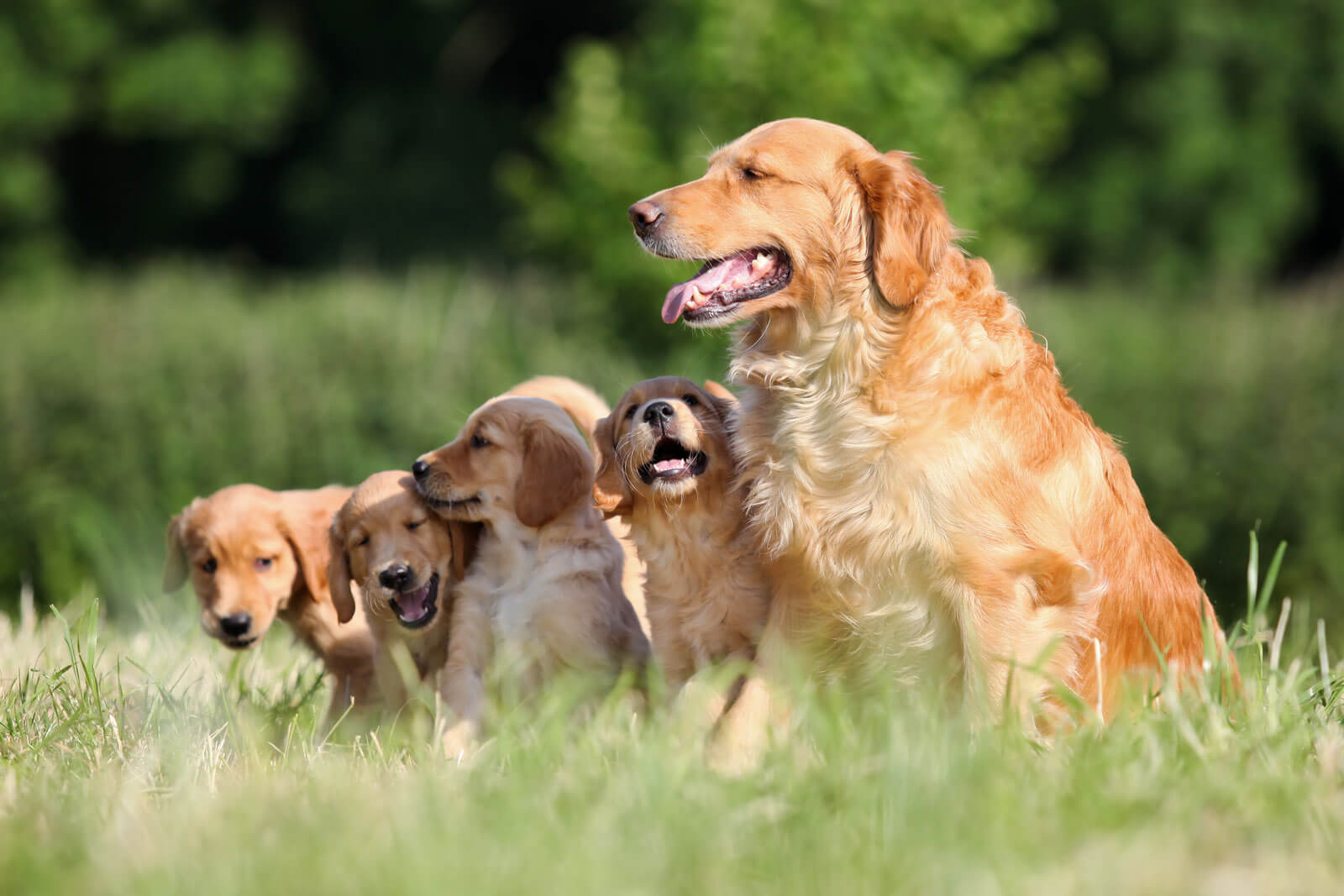 Anjing Golden : Karakter, Variasi Jenis, kelebihan & Harga (Update)