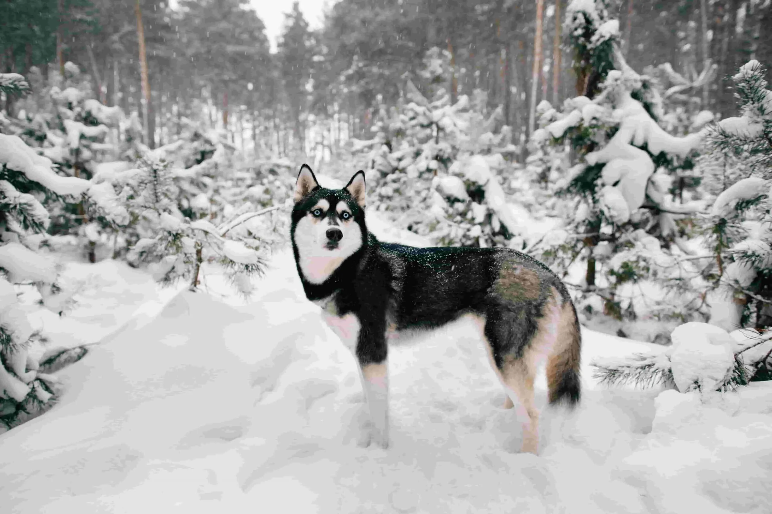 Anjing Husky
