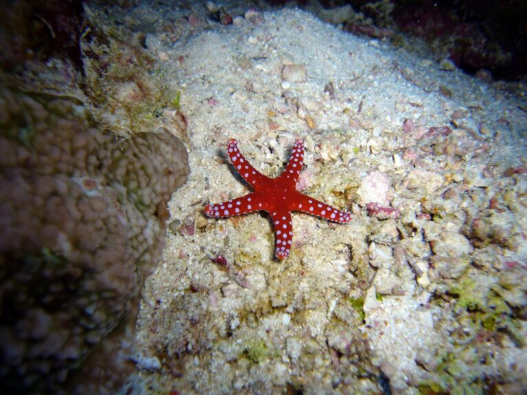 Yuk Cari Tahu Keunikan Bintang  Laut  Lengan  Yang Putus 