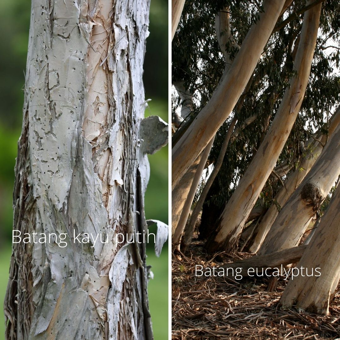 perbedaan batang tanaman kayu putih (Melaleuca cajuputih) dan Eucalyptus (Eucalyptus globulus)