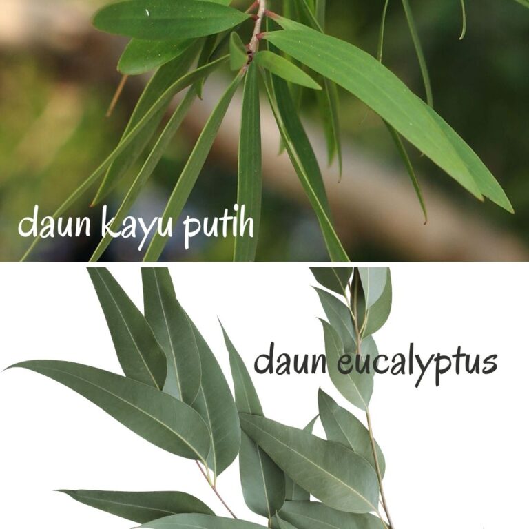 Bagaimana Tumbuhan Eucalyptus Kayu Putih Beradaptasi Terhadap Perubahan Musim