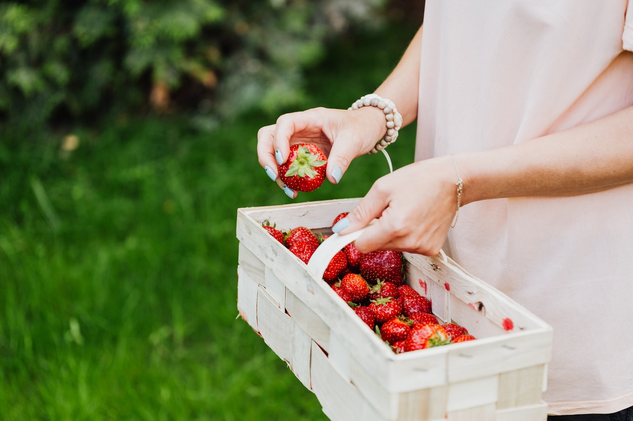 Kebun Strawberry Magelang - Homecare24