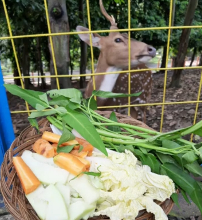 Sayuran untuk memberi makan rusa