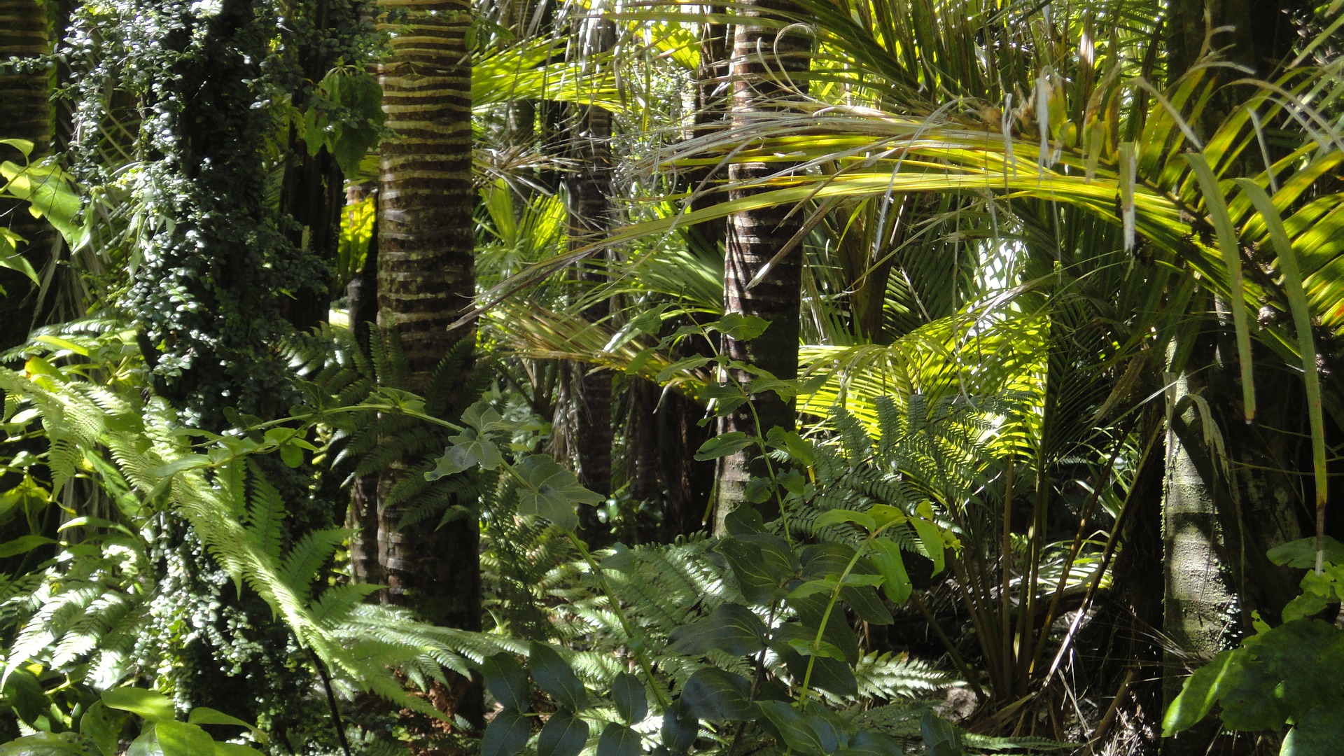 Fakta Menarik Mengenai Kebun Setan di Hutan Hujan Amazon