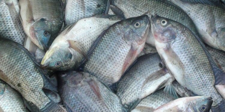 ikan nila