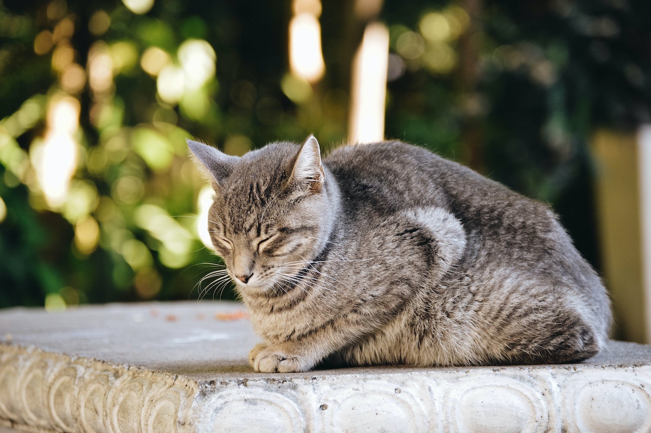 3 Penyakit Yang Sering Menyerang Kucing Saat Musim Hujan!