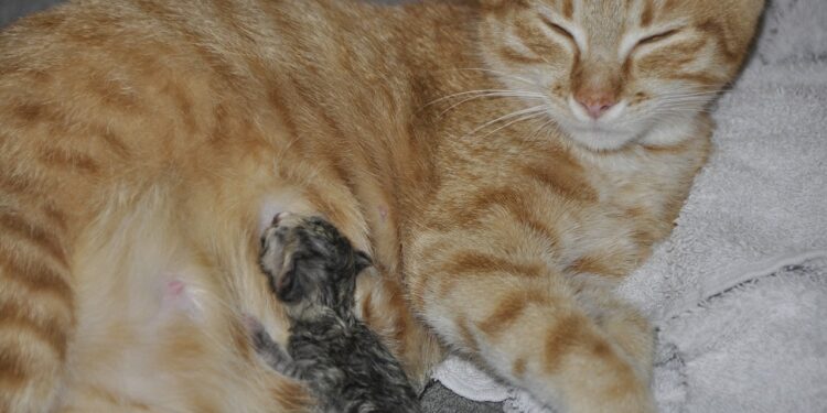 6 Cara Mengatasi Mastitis pada Kucing