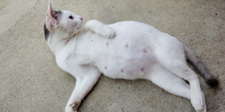 Apakah Kucing Kawin Pasti Hamil ?