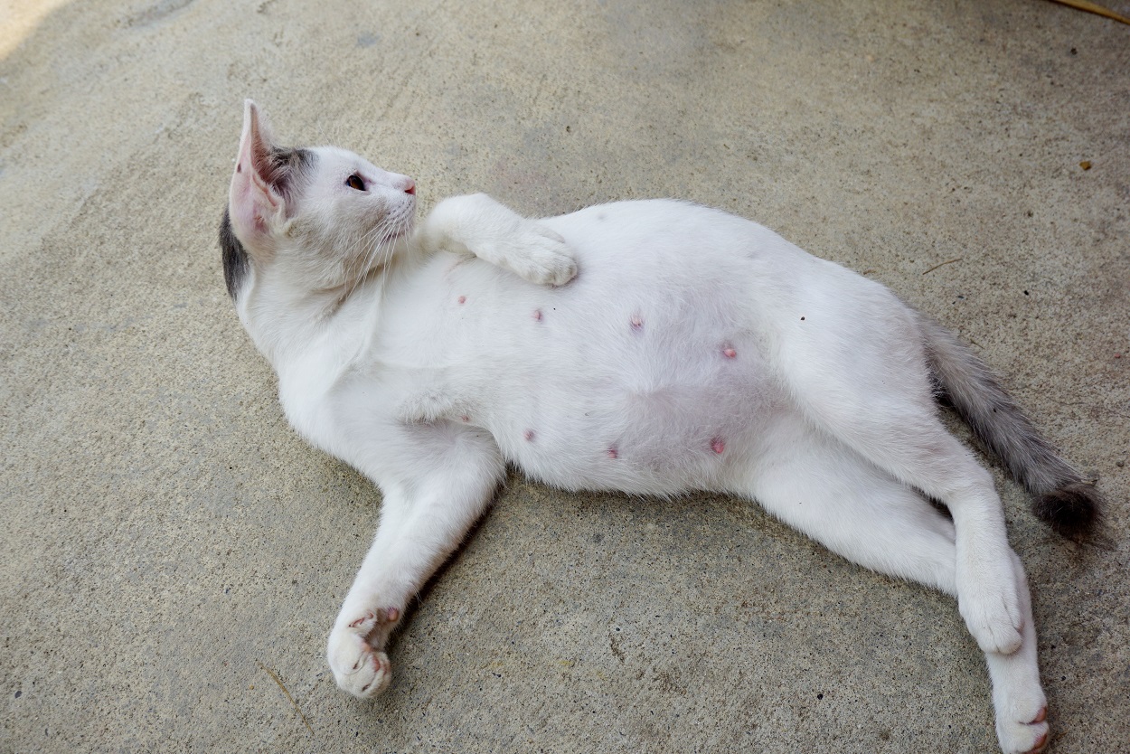 Apakah Kucing Kawin Pasti Hamil ?