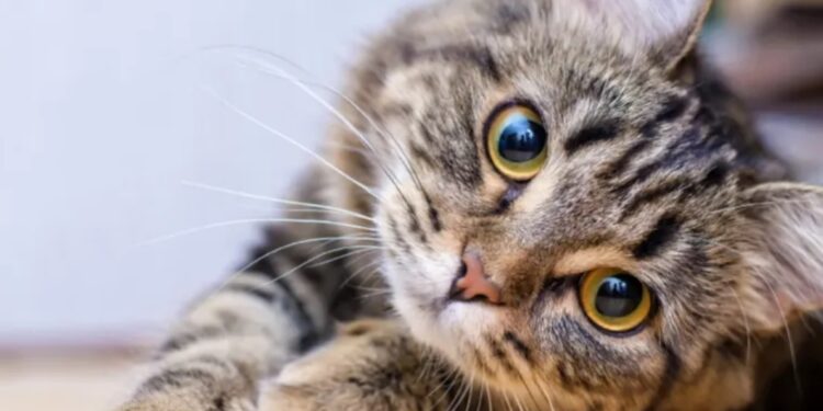 Rekomendasi Nama Kucing yang Bagus