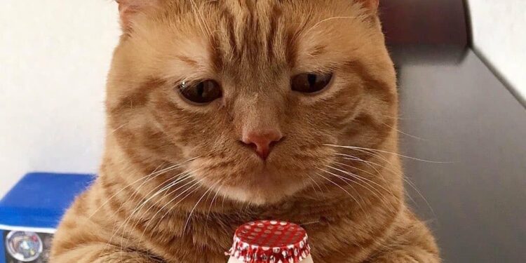 Apakah Kucing Boleh Minum Yakult
