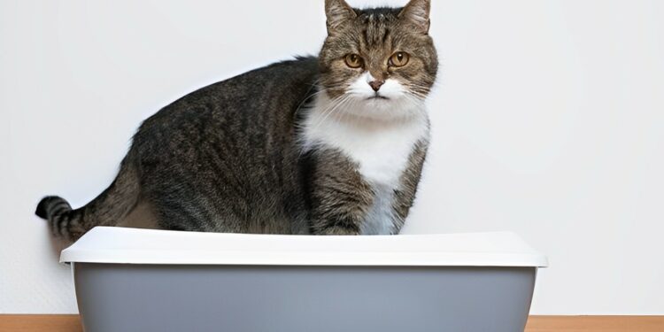 Pasir Kucing vs Tofu Cat Litter, Bagus Mana?