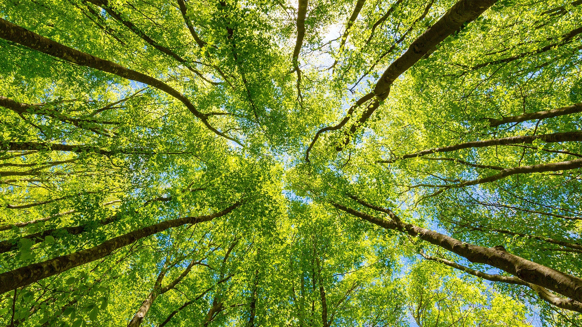 Dinas Lingkungan Hidup Musi Rawas dan Strukturnya