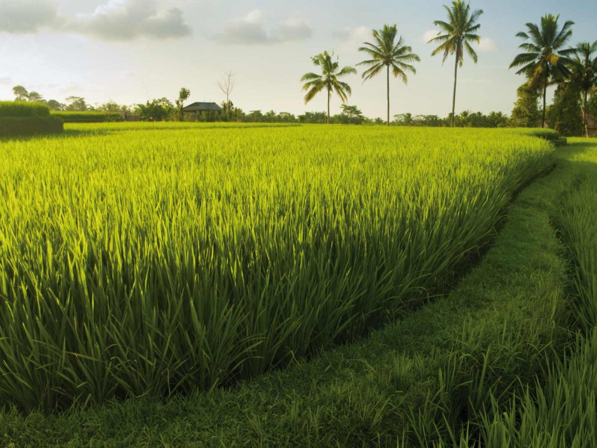 Peran Strategis Dinas Lingkungan Hidup Kota Bekasi dalam Mewujudkan Kota Berkelanjutan