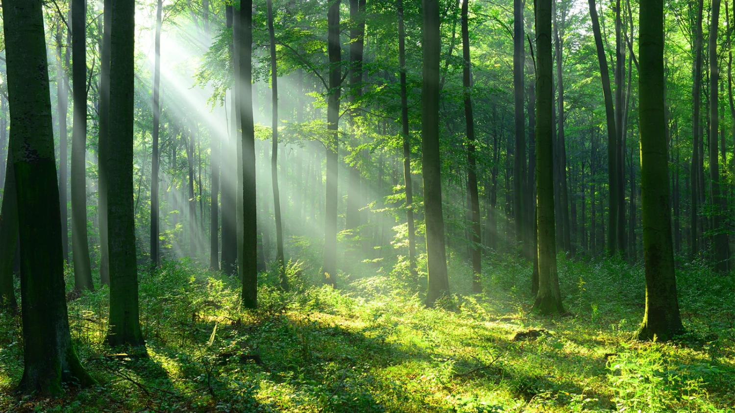 Dinas Lingkungan Hidup Indragiri Hulu dan Struktur Organisasinya