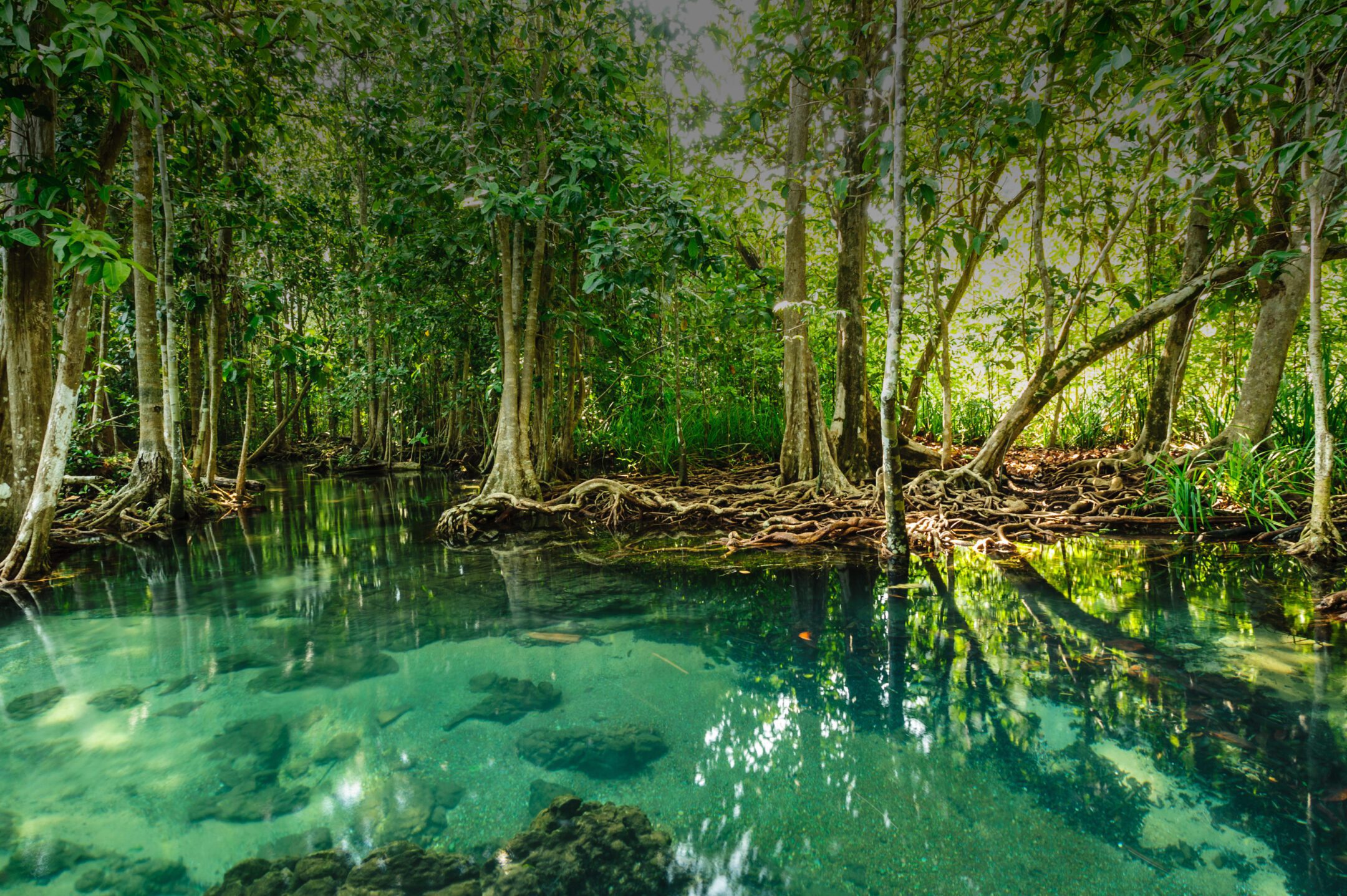 Langkah Nyata Dinas Lingkungan Hidup Pringsewu dalam Mendukung Keberlanjutan