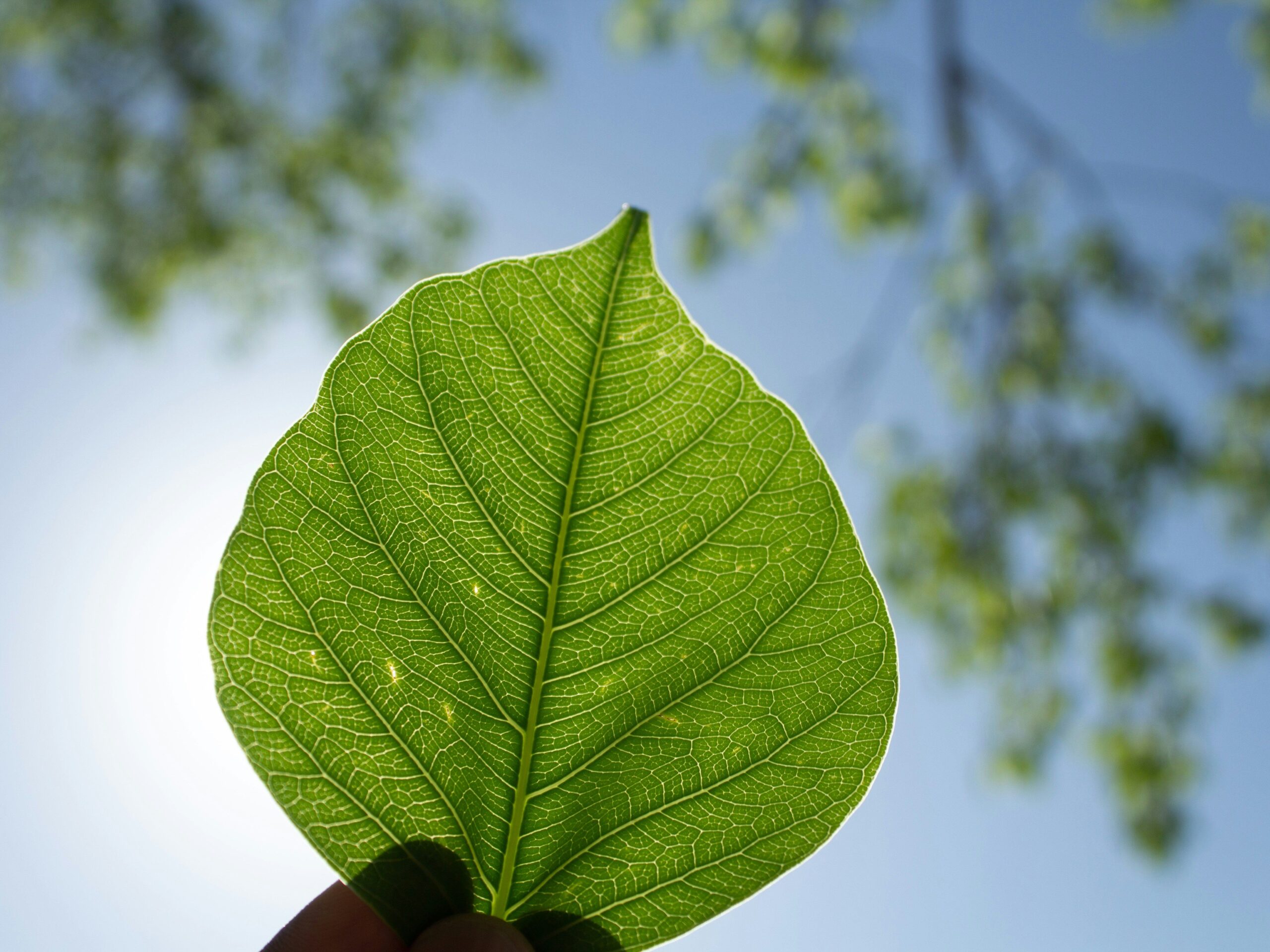 Dinas Lingkungan Hidup Kabupaten Brebes Wujudkan Kawasan Bersih dan Hijau Lewat Program Terpadu