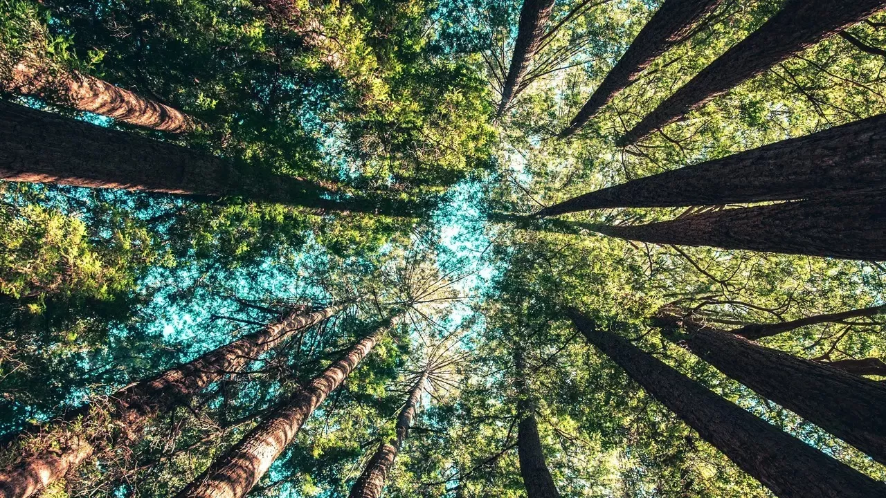 Aksi Nyata Dinas Lingkungan Hidup Kapuas dalam Mengelola Lingkungan