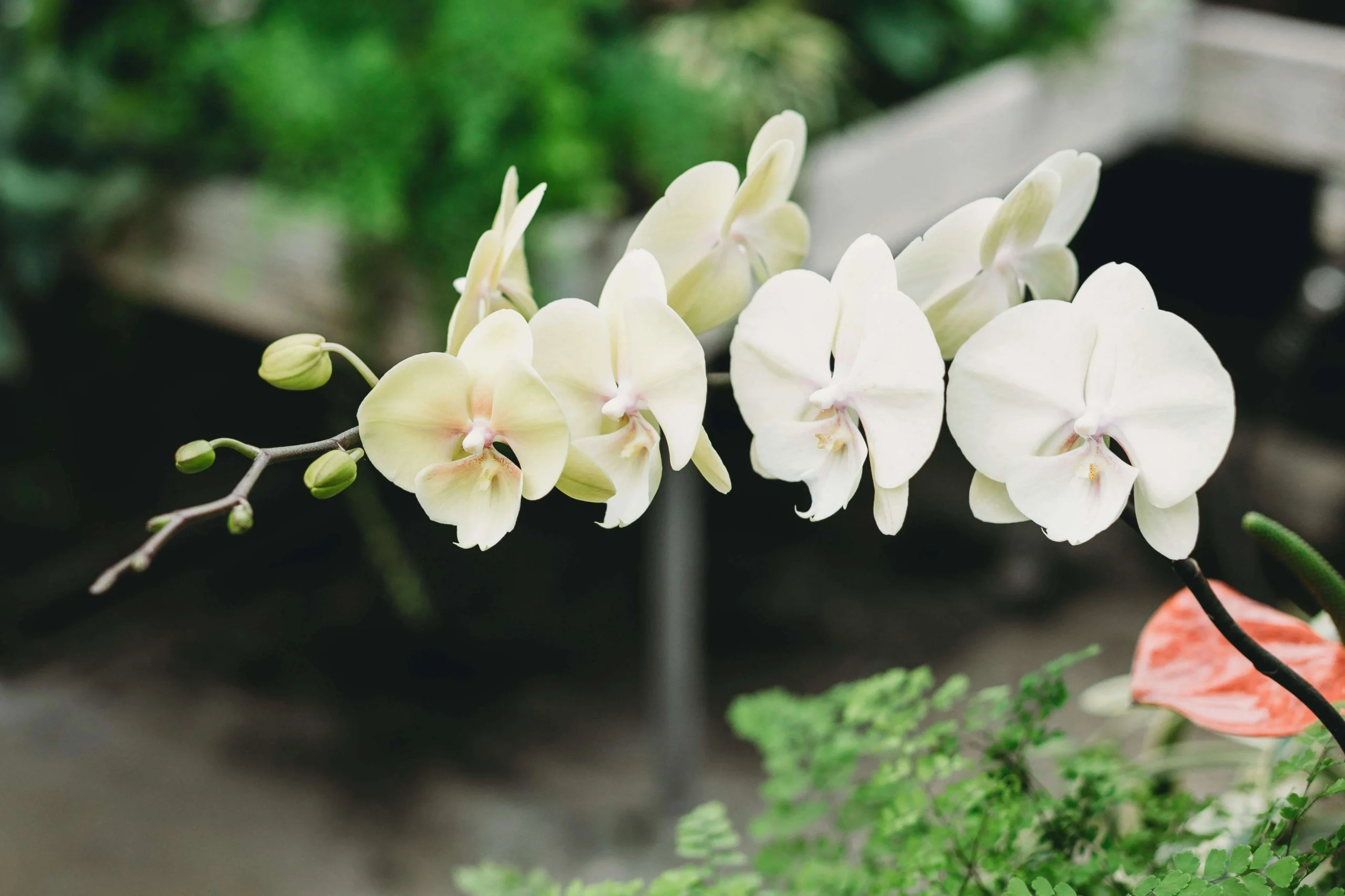 Kesalahan Merawat Anggrek Bulan yang Sering Terjadi dan Cara Menghindarinya