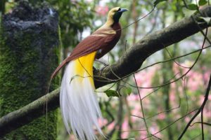 Dinas Lingkungan Hidup Kaimana